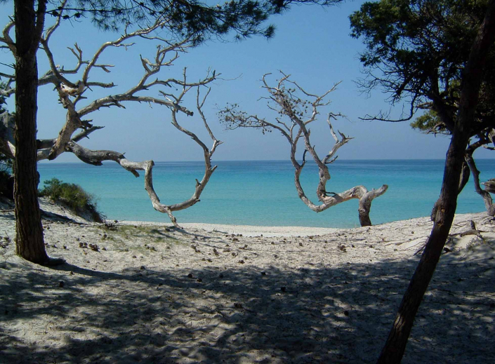 plage saleccia vela corsica